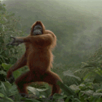 Funny Monkey GIFs - Get the best GIF on GIPHY