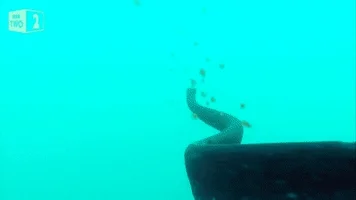 sea cucumber GIF