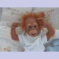 view orangutan GIF