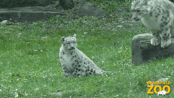 Family Cub GIF by Brookfield Zoo