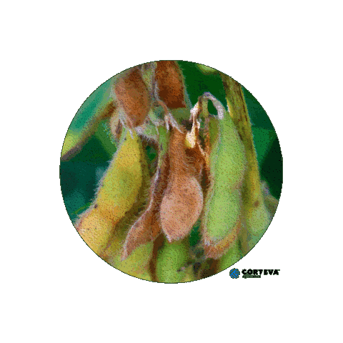 Fungicidacorteva Sticker by Corteva Brasil