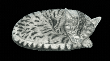 Cat Wellbeing GIF by quietnote