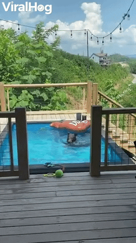 Young Bear Enjoys Cool Pool In The Afternoon GIF by ViralHog