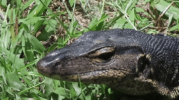 Asiaone GIF
