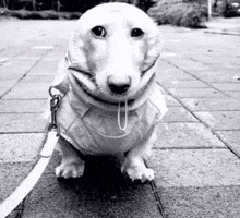 Dog Ky GIF