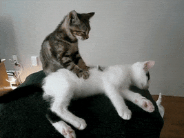 massage GIF