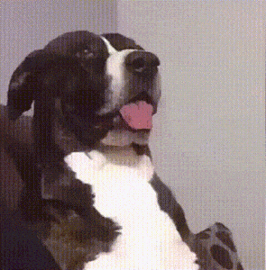Giphy - Excuse Me What GIF