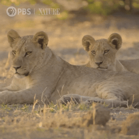 Explore Pbs Nature GIF by Nature on PBS