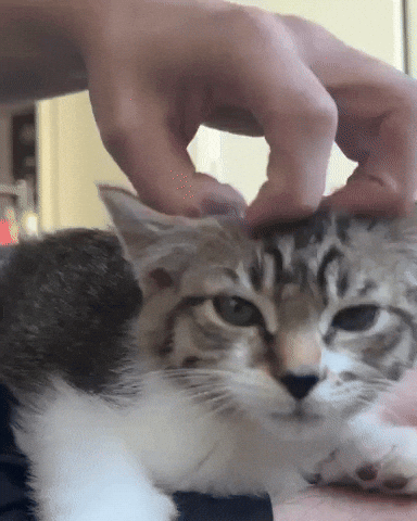 Cat Kitty GIF