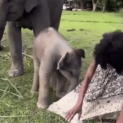 Baby Elephant GIF by Storyful