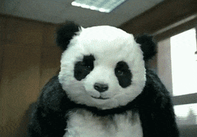 angry giant panda GIF