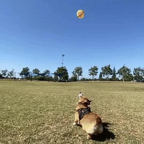 Corgi Cute Dog GIF