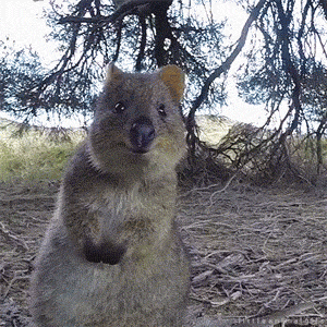 Happy-animals GIFs - Get the best GIF on GIPHY