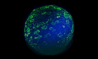 Developmental Biology Microscopy GIF by EMBL