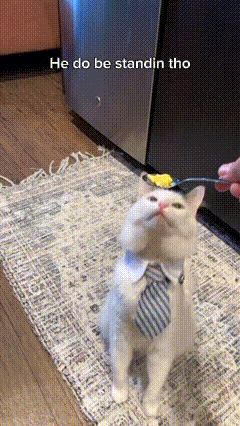 Finn Cat Reaction GIF