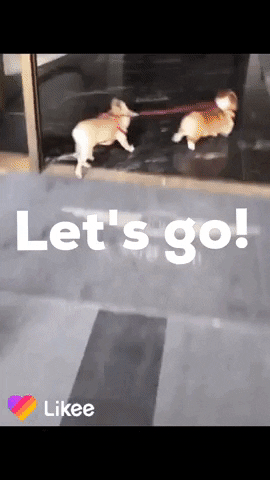 Lets Go Dogs GIF by Likee US