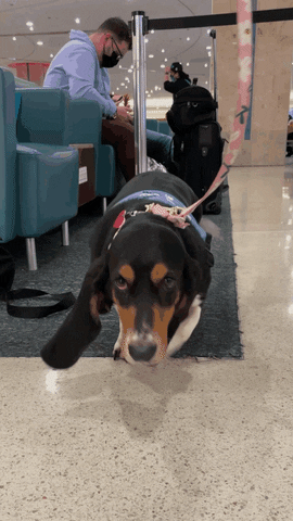 Basset Hound Dogs GIF by Orlando International Airport (MCO)