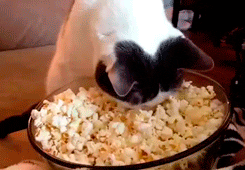 I Am This Cat Eating GIF