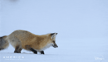 Wildlife gif. A snow fox is hunting and it crouches down low while staring at a spot in the snow. Suddenly, it jumps up and pounces into the snow, with half of its body burrowing deep and its legs stick up in the air. Wildlife gif. A snow fox is hunting and it crouches down low while staring at a spot in the snow. Suddenly, it jumps up and pounces into the snow, with half of its body burrowing deep and its legs stick up in the air.