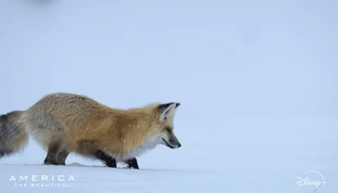 Fox Snow GIF by Nat Geo Wild