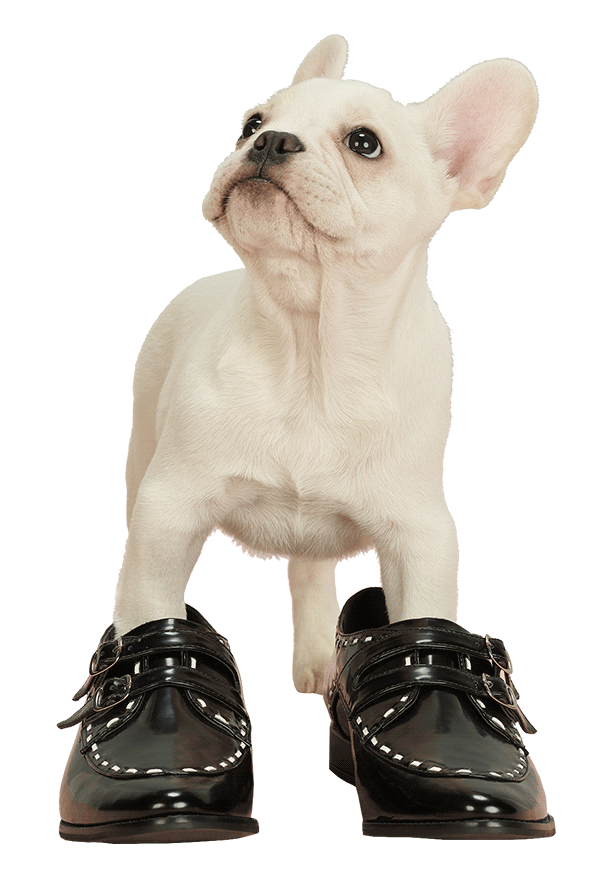 Dog Fashion Sticker by AMARO for iOS & Android GIPHY