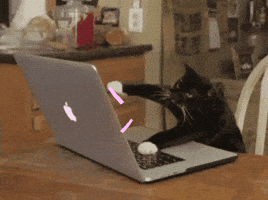 Cat GIF