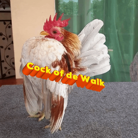 Cock Of De Walk GIF