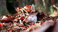  cat animals fall autumn leaves GIF