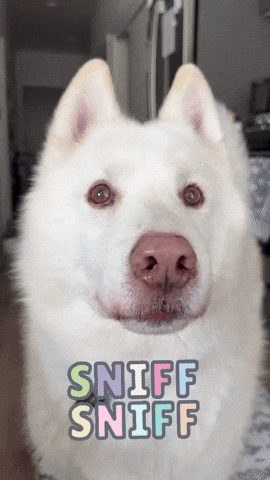 Smell Smelling GIF