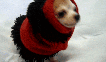 Dog Freezing GIF