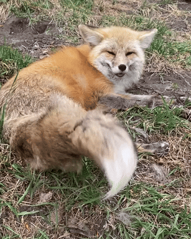 Happy Red Fox GIF by Valley Zoo Development Society