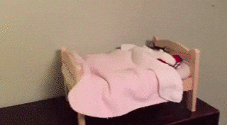 cat bed GIF