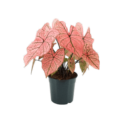 La Belle Feuille Sticker