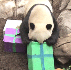 Gift Panda GIF - Find & Share on GIPHY