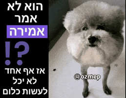 Dog Hebrew GIF