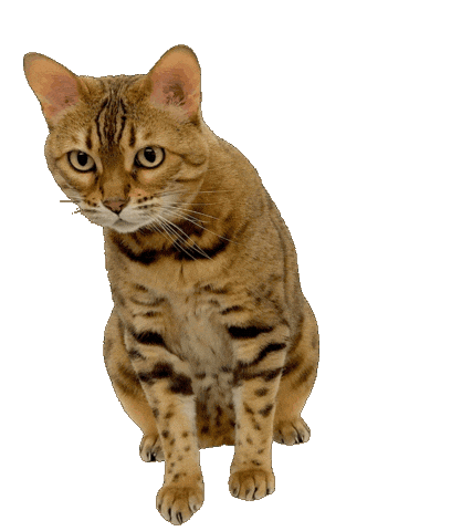 Bengal Cat Sticker by Kitty Fuchs
