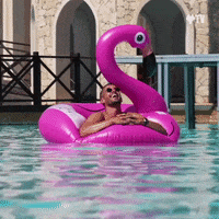 Swimming Flamingo GIFs - Find & Share on GIPHY