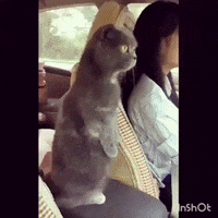 cat wow GIF by JustViral.Net