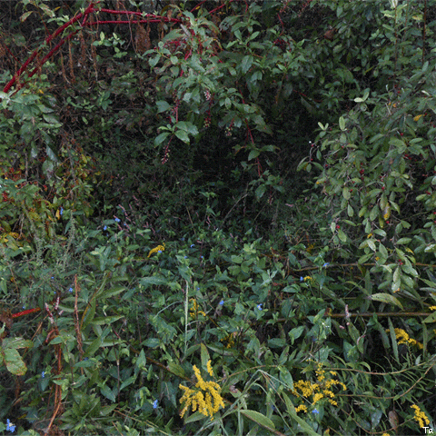 Flower Wilting GIF by Trevor Anderson
