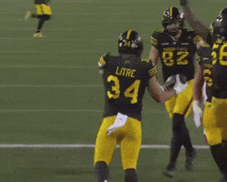 Cats Celebrate GIF