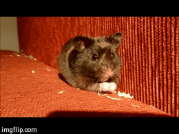  animals food eating pet hamster GIF