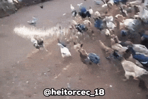 Cruzeiro Frangas GIF