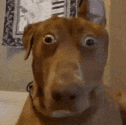 Confused Horse GIF