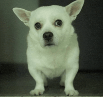 Sad Dog GIF