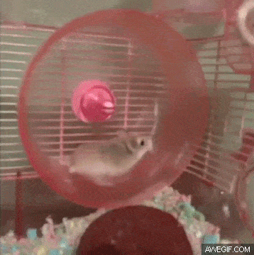 Hamster on a Wheel