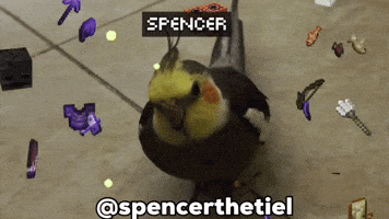 Instagram Bird GIF