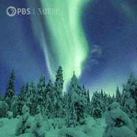 Northern Lights Animales GIF by Nature on PBS