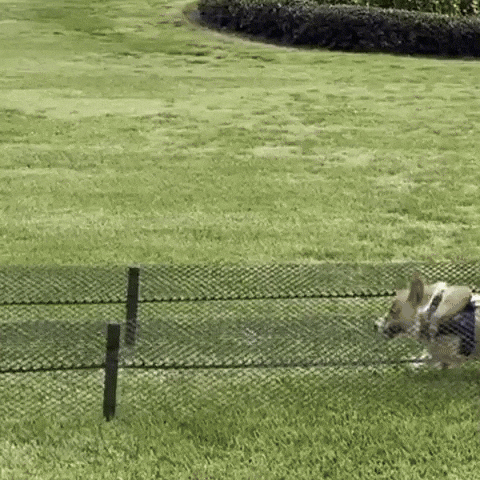 Speed Corgi GIF