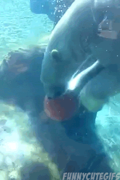 bear