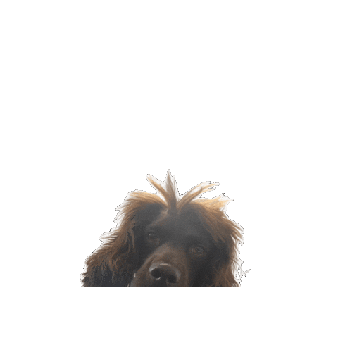 Cocker Spaniel Dog Sticker by GlobalNewsMedia